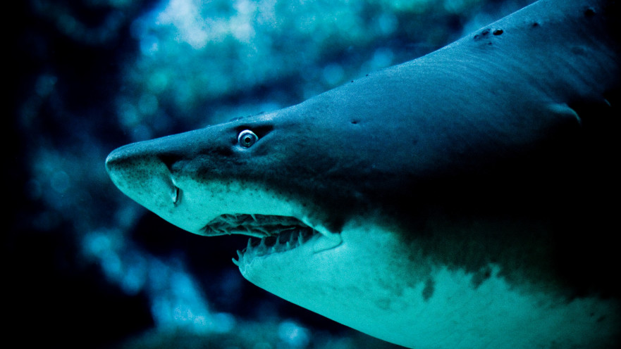 כריש פרהיסטורי מפלצתי נכחד לפני מיליוני שנים