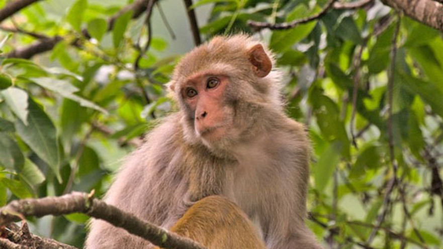 עובר אבולוציה בקצב גבוה בהרבה משחשבנו. מקוק רזוס