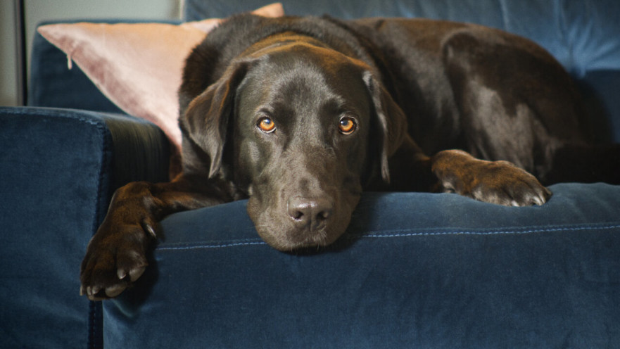 החיים הסמויים של חיות הבית