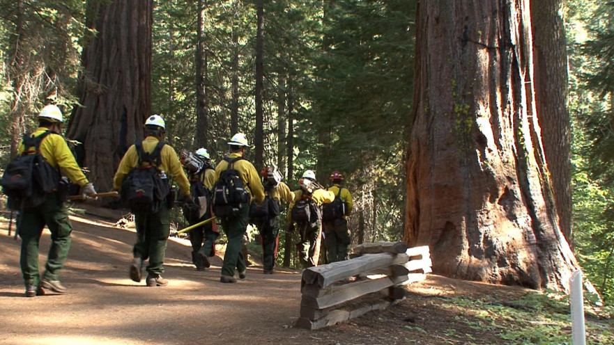 עצי סקויה ביוסמטי פארק