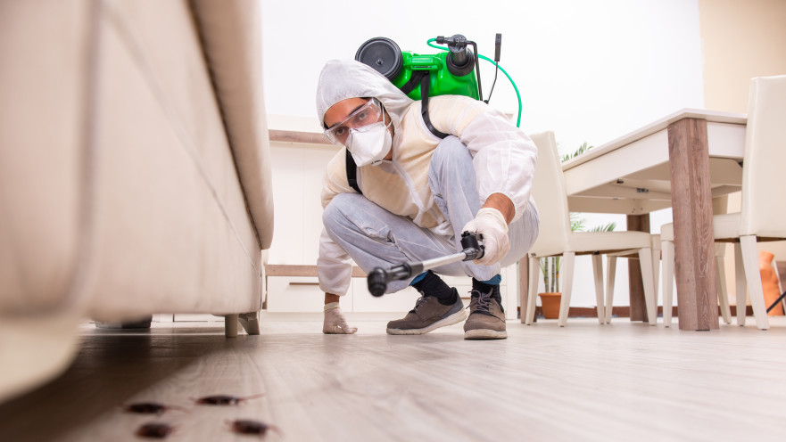 מוטציה חדשה של ג'וקים חסינה לחומרי הדברה