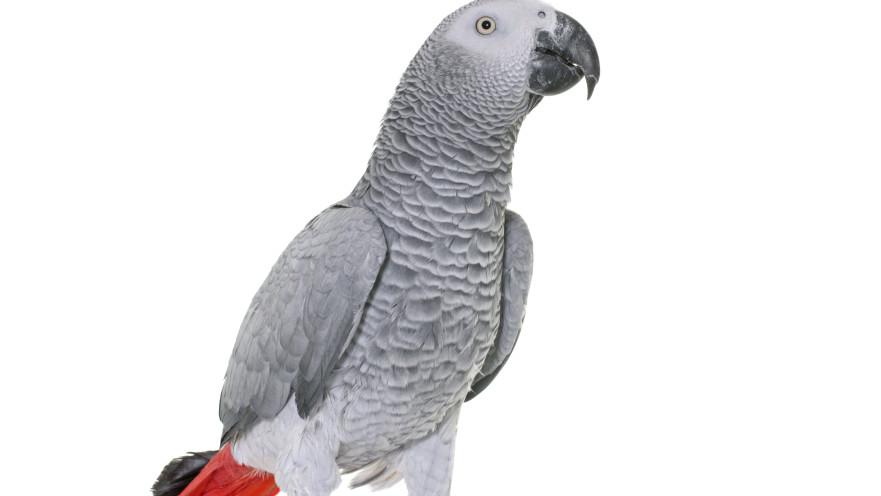 תוכי ג'קו שיבש את הליכי הגירושים בבית הדין הרבני במרכז הארץ