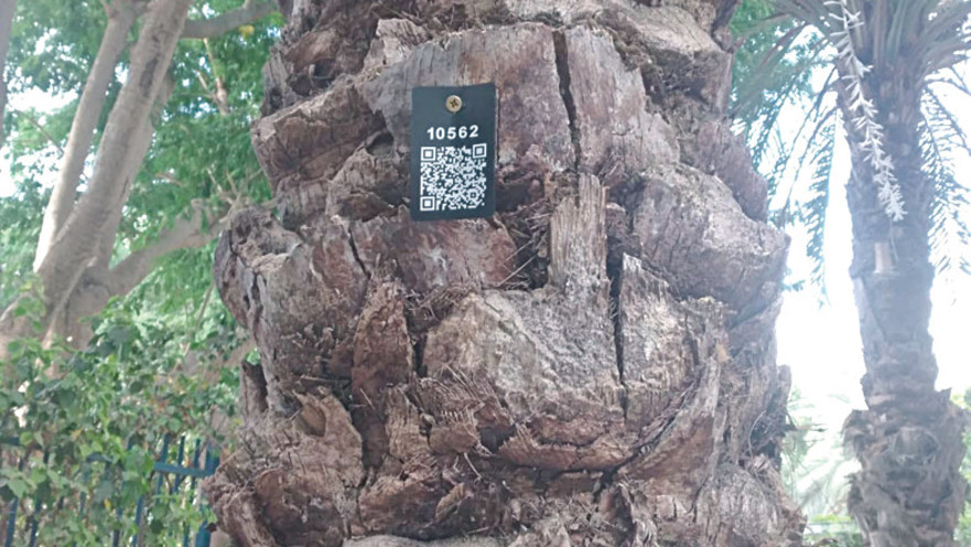 סימון עץ בברקוד. “הסקר חיוני, במיוחד בעיר ותיקה כמו פתח תקווה”
