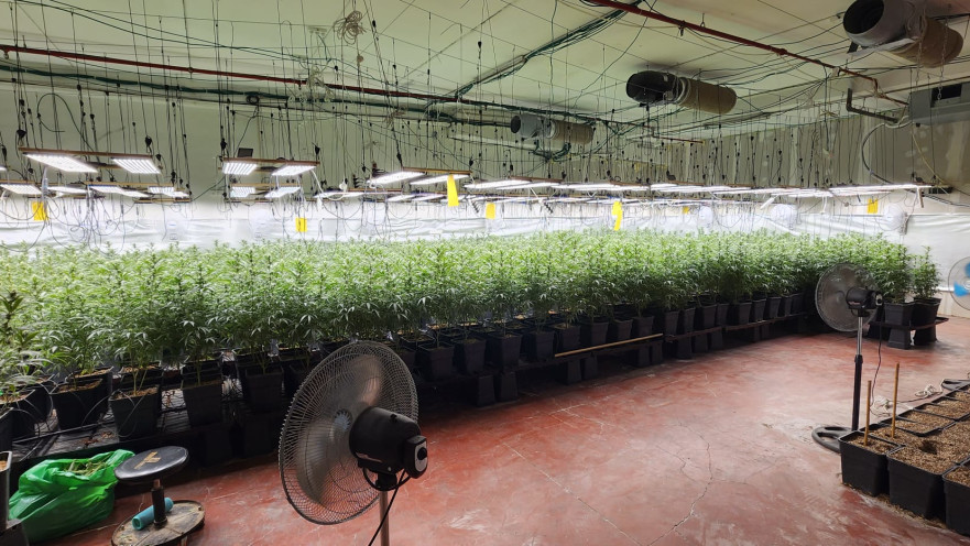 השתילים שנחשפו בחניון, רגע לפני הפצתם 