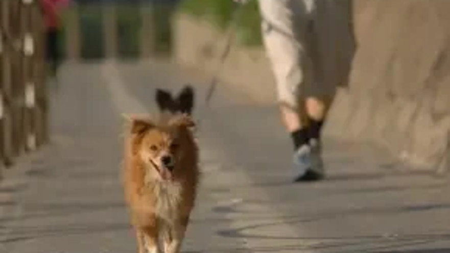 טיול עם הכלב. 1,500 שקל קנס למפרים את הוראות החוק