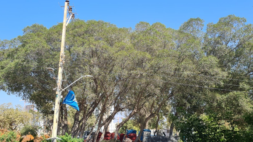 עצי הפיקוס בכניסה לגן שאול. "כואב הלב לראות את העצים הוותיקים מתחילים להתייבש"