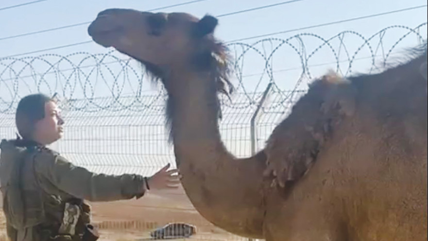 לוחם בצה"ל עם הגמל שרגלו נקשרה