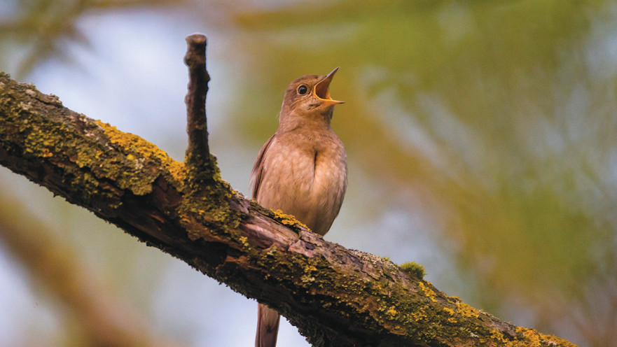 ציוץ הציפור. שיפור במצב הרוח, הן בנבדקים בריאים והן בנבדקים עם רקע של דיכאון