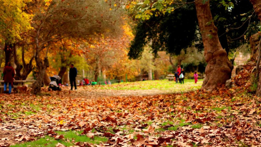 שלכת בעין חמד 