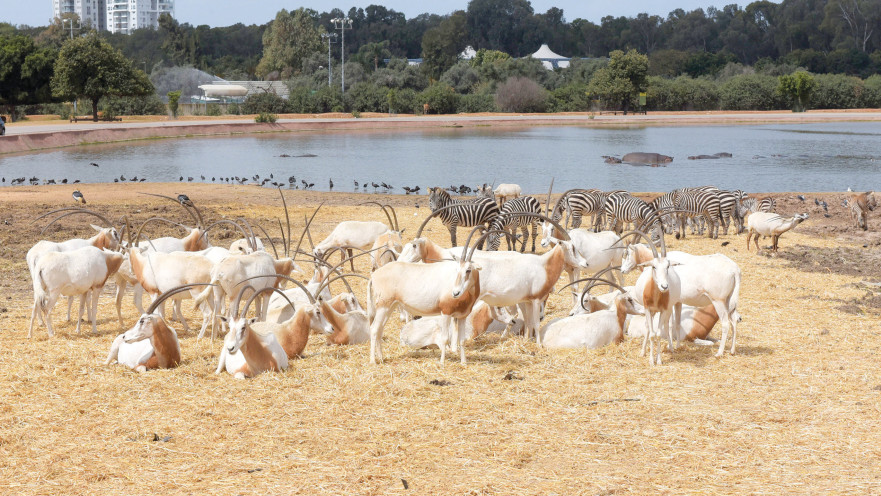 הספארי ברמת גן. בוקר טוב לחיות הבר