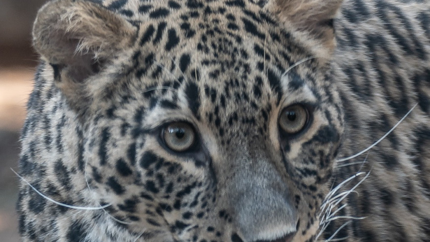 הנמרה החדשה שהגיעה לספארי