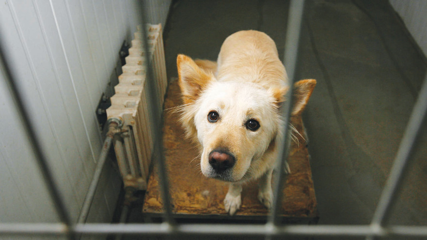 צער בעלי חיים