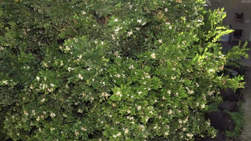 פסילת ההדר האסייתית