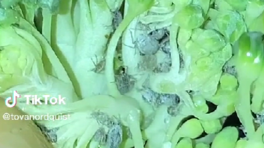 קן של חרקים בירקות