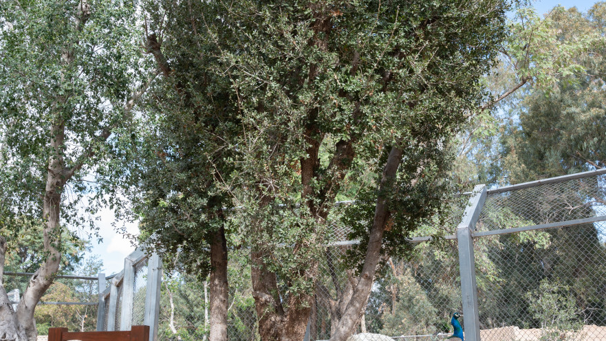 עץ האלון העתיק