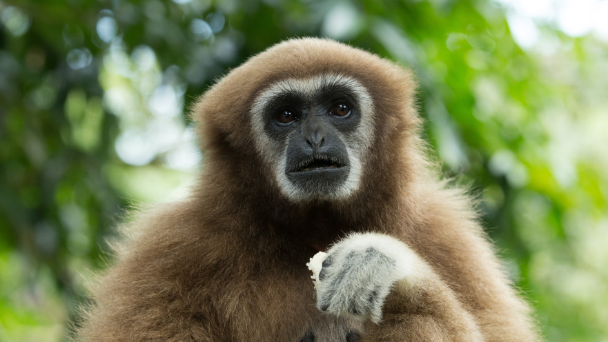הגיבונית נכנסה להריון למרות שהייתה לבדה בכלוב