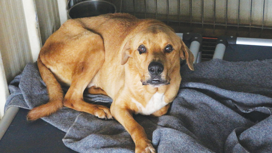 תנו לחיות לחיות