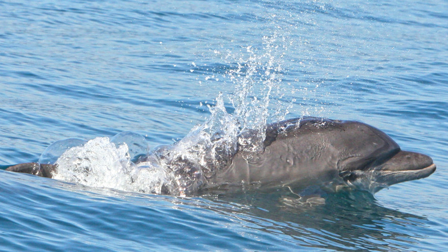 ליאור הדולפין