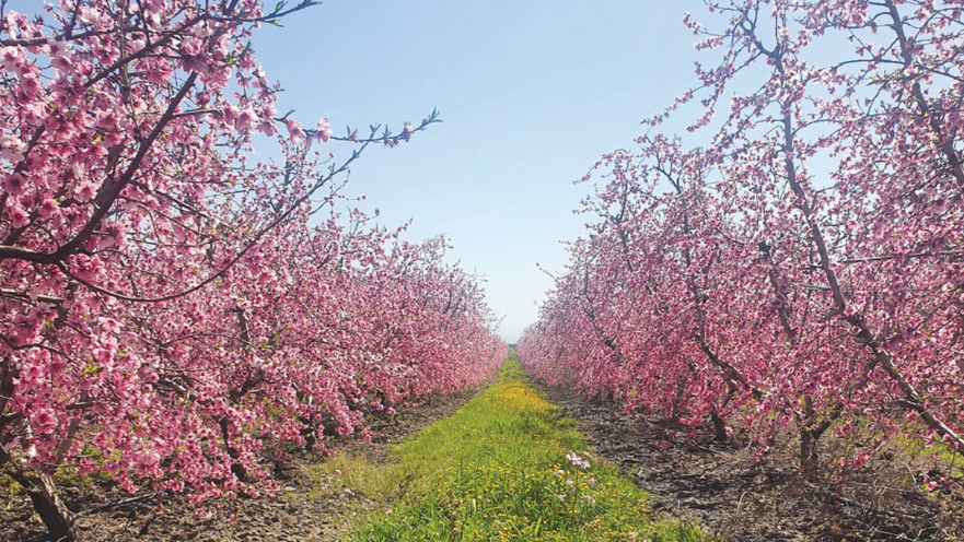 שטח חקלאי שהשתתף בניסוי  