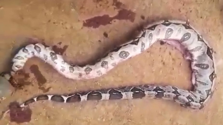 בעל החיים אותר בבטנו של נחש הבריח