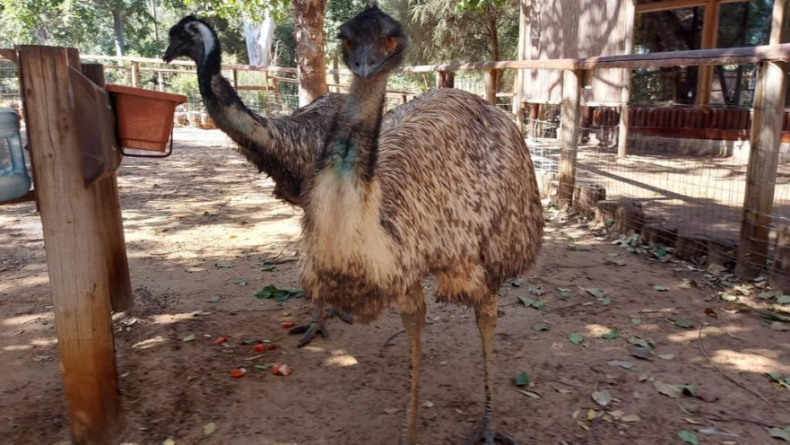 נקבות האמו החדשות בפארק. הזכר ידגור על הביצים