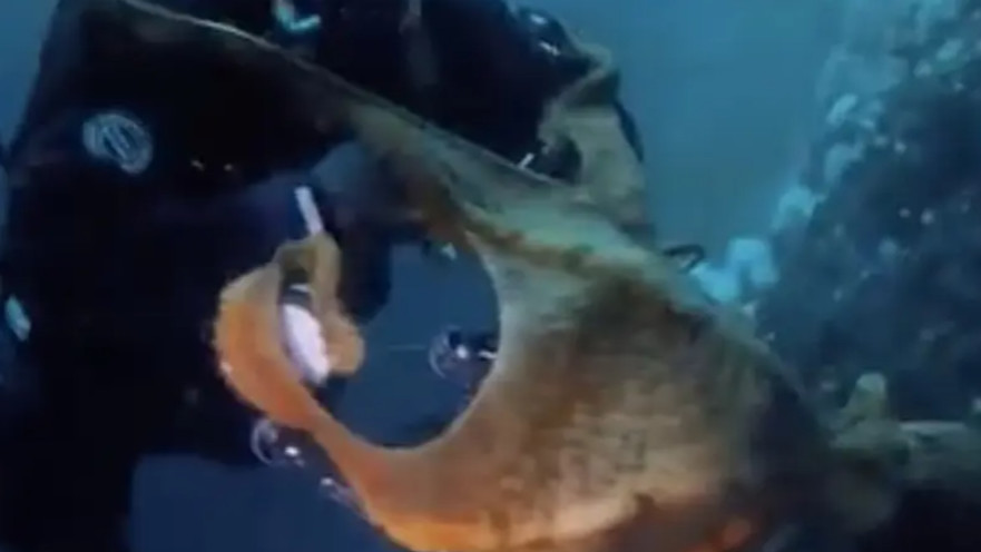 התמנון כרך את זרועותיו סביב הצוללן ומשך אותו מטה