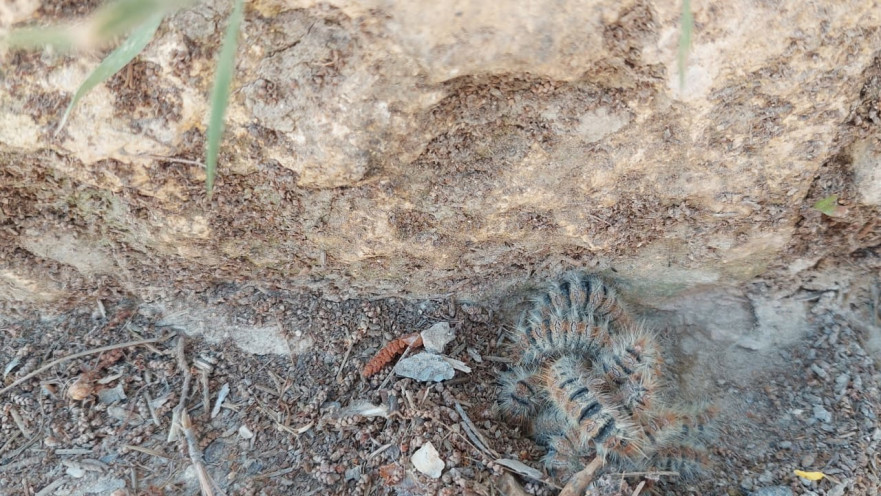 תהלוכן האורן