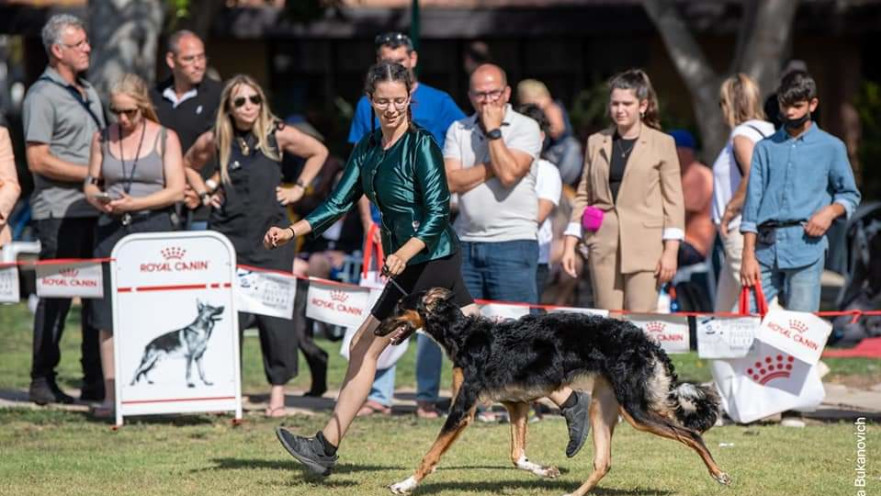 תערוכת הכלבים הבינלאומית של ההתאחדות לכלבנות