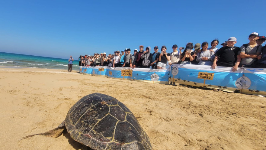 השחרור המרגש בחזרה לים