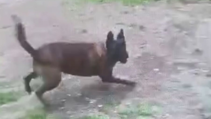 כלב, אילוסטרציה