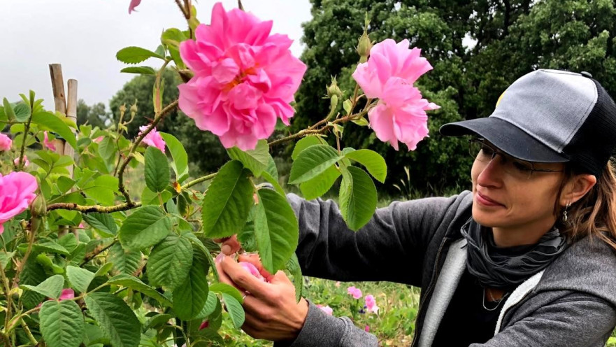 קטיף ורדים. הפריחה בעיצומה עד סוף חודש מאי