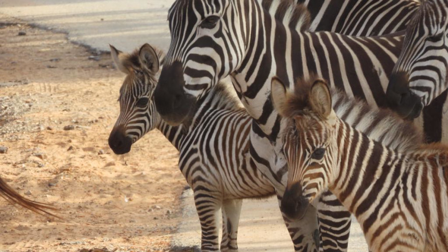 גפן ושלו בשטח האפריקאי של הספארי. "אגדות תרבות"