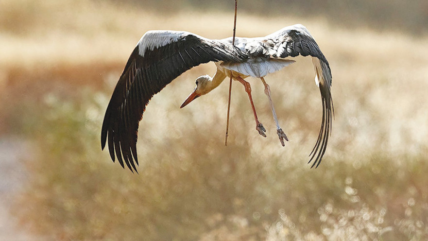 חסידה משופדת