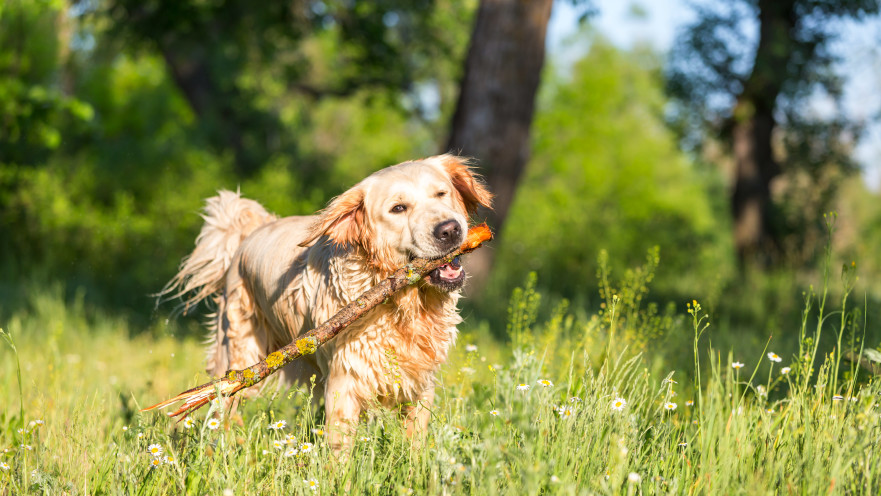כל תשמרו על הכלבים שלכם מהסכנות שאורבות להם בקיץ