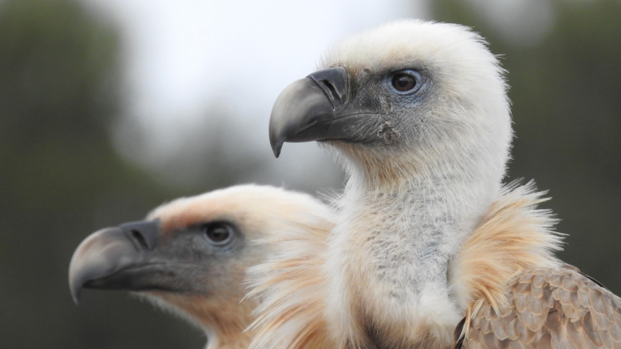 נשר בחי בר כרמל