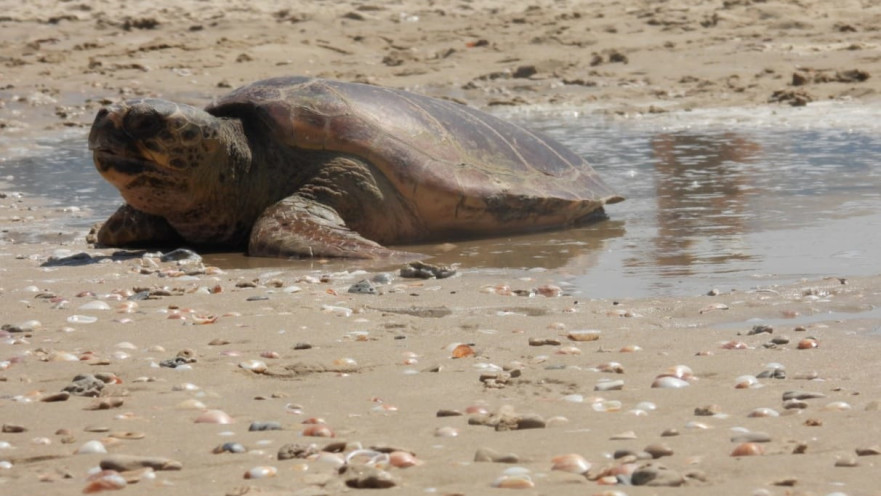 צב הים שוחרר חזרה לטבע לאחר שיקום ארוך