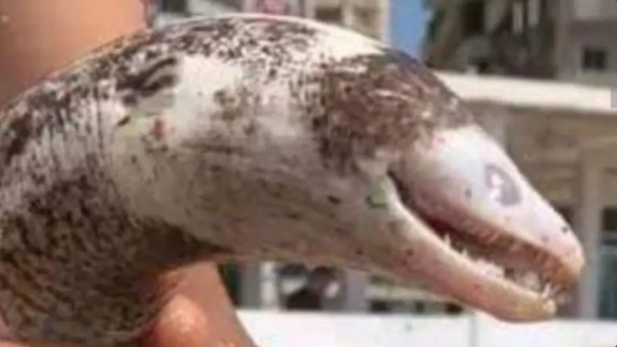 מה מקורו של היצור המוזר שאותר בים התיכון?