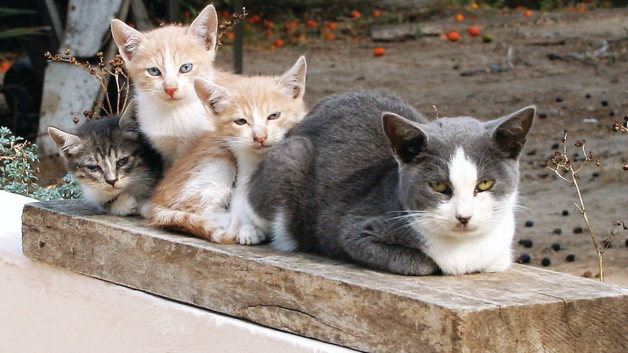 חתולי רחוב. "מהטמה גנדי אמר ש'חברה נמדדת ביחסה לבעלי החיים שבקרבה'"
