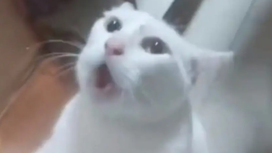 החתול שפחד מעכבר