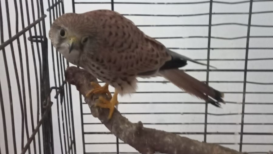 הבז שנמצא בדירה ברמת גן