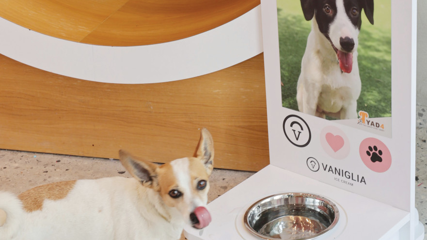 קמפיין לעידוד אימוץ כלבים  