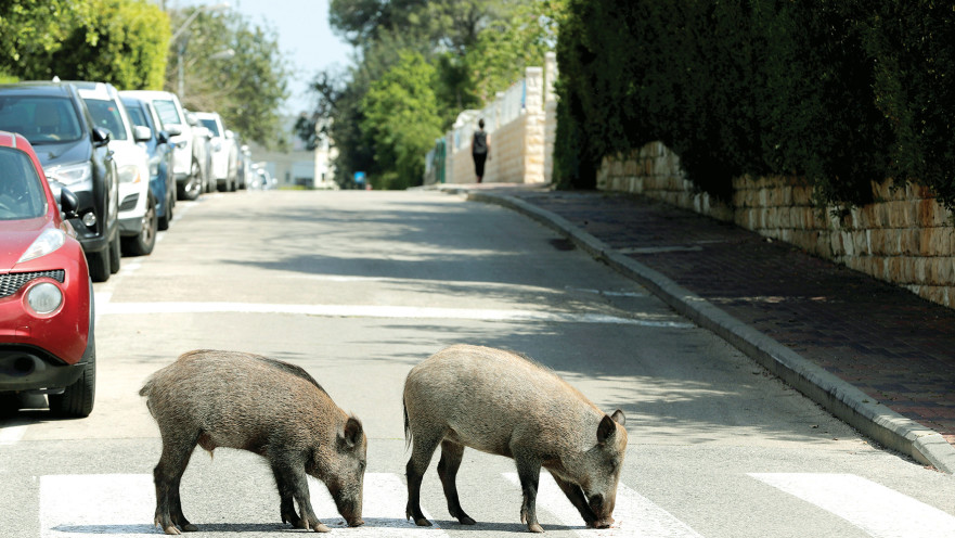 חזירי הבר בחיפה