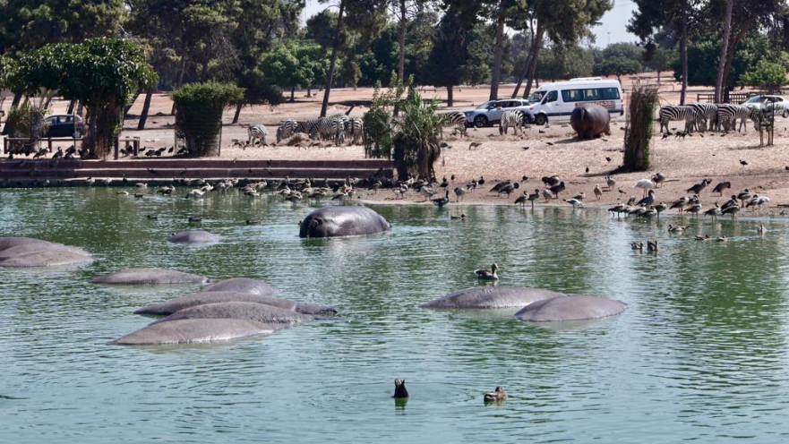 החיות בספארי ברמת גן נמלטות מהחום 