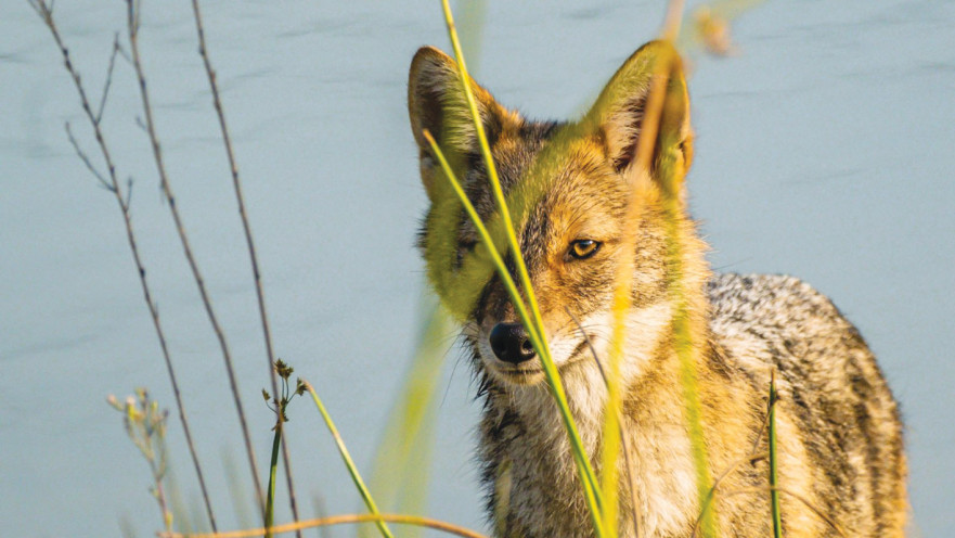 התנים מתרבים