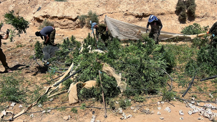 חממות הקנאביס בשטח אש בדרום הארץ