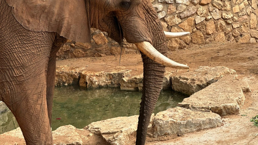 יוסי הפיל חוגג בספארי. אין חגיגה בלי עוגה