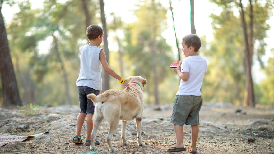 יער המלאכים 