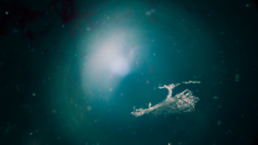 יצור ימי עם שיניים אנושיות אותר במעמקי ים