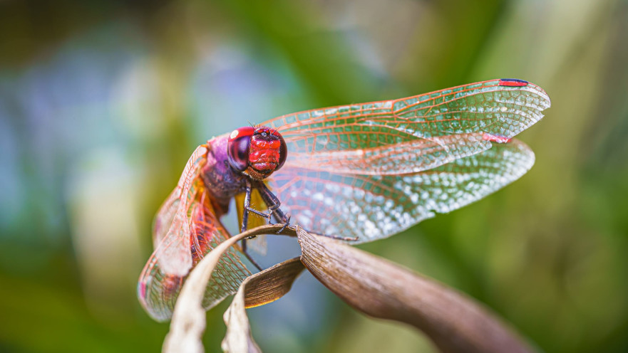 השפריריות שתועדו בבניאס 