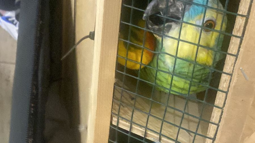 הציפורים שהוברחו לישראל